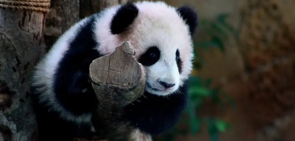 8476024c-4e47-4177-a692-5ac3a251459c-Giant-Panda.-815x544.jpg
